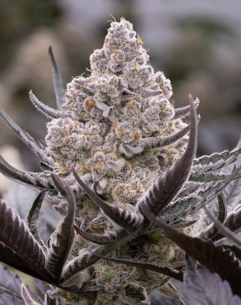 RAINBOW CEREAL | Alien Genetics