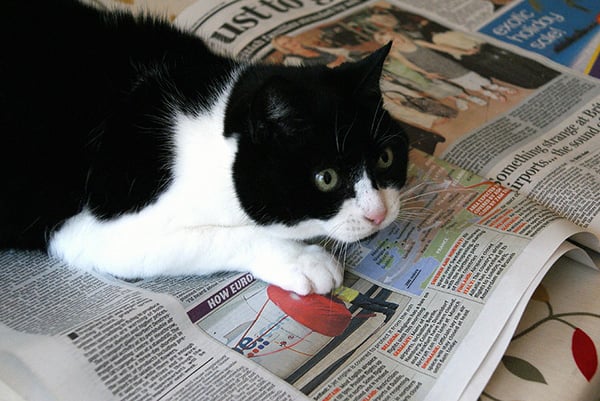 Black and White Cat on newspaper