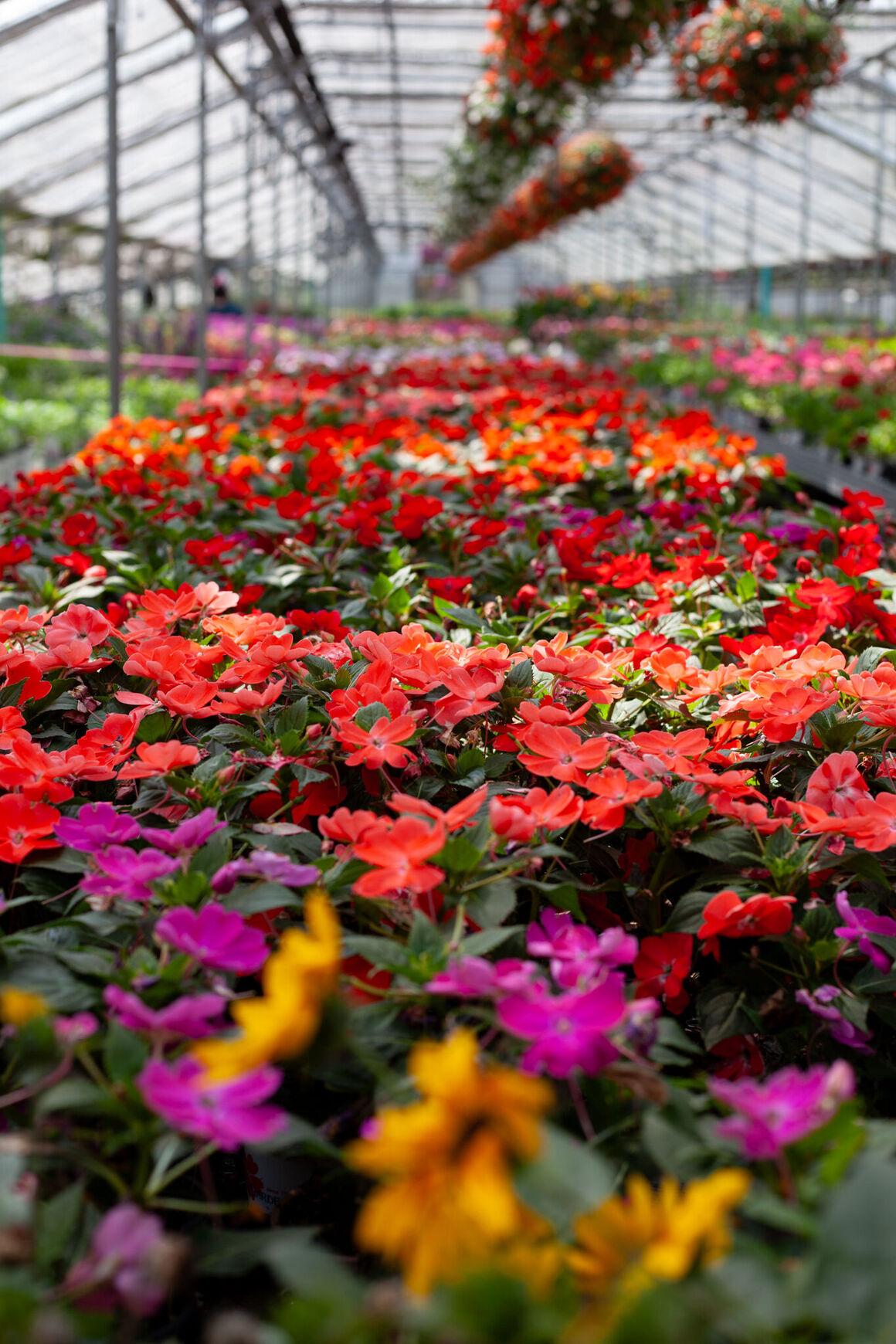 Vinca Catharanathus 'Cora® Cascade Shell Pink®' – Romence Gardens